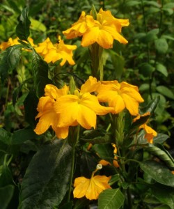 Florida Summer Firecracker Flower, Yellow Crossandra, Crossandra infundibuliformis 'Florida Summer'